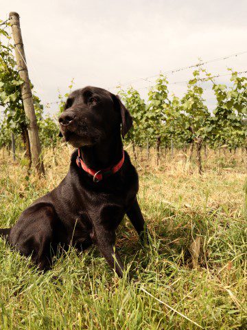 Weingut Georg Mosbacher