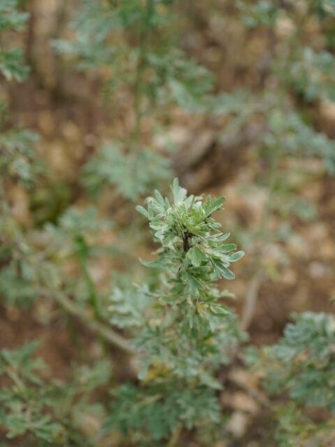 Artemisia absinthium (Common wormwood)
