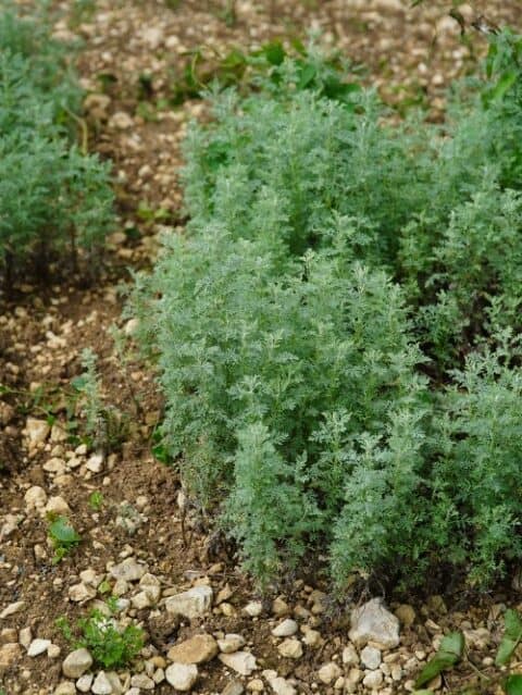 Artemisia Pontica (Roman wormwood)
